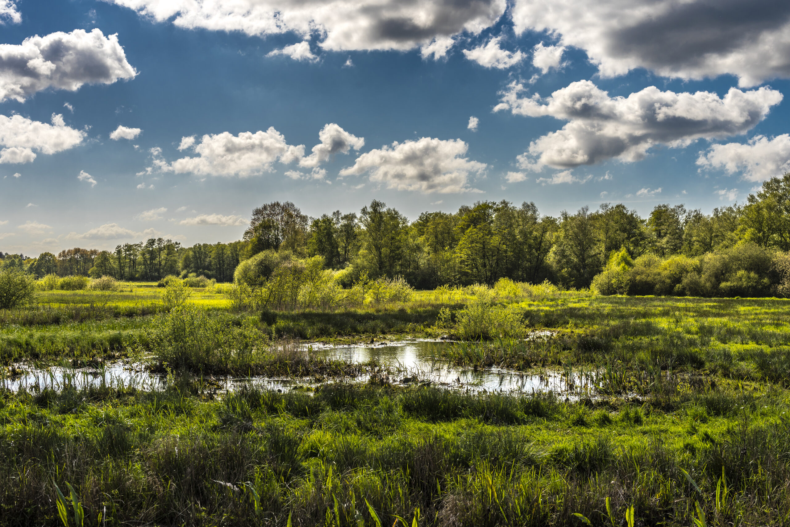 Moorlandschaft im Pennigbütteler Moor bei Osterholz-Scharmbeck als Landschaftsmotiv zum Teufelsmoor